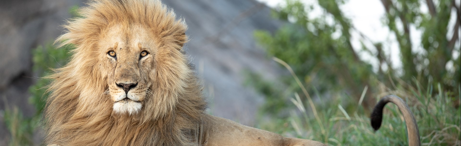 /wp-content/uploads/2022/07/lion-2.jpg
