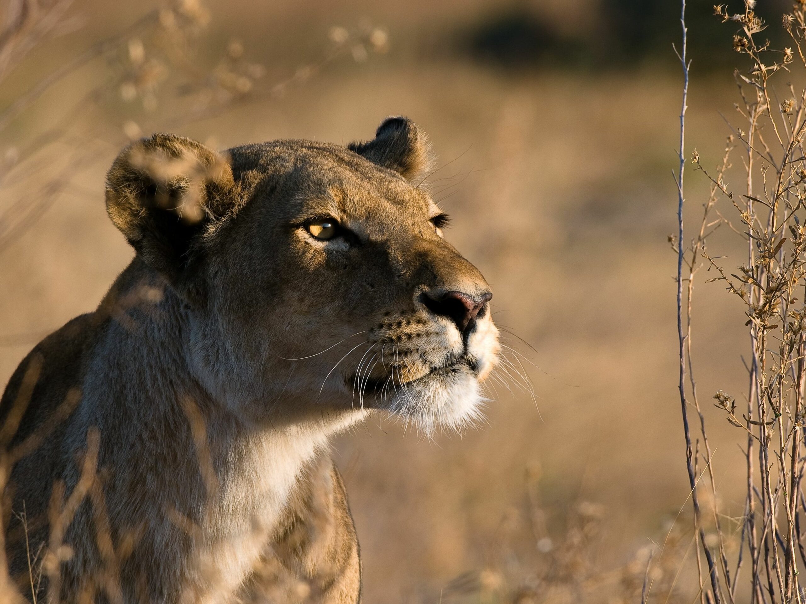 https://www.trackssafaris.co.uk/wp-content/uploads/2022/07/lion_41-scaled.jpg