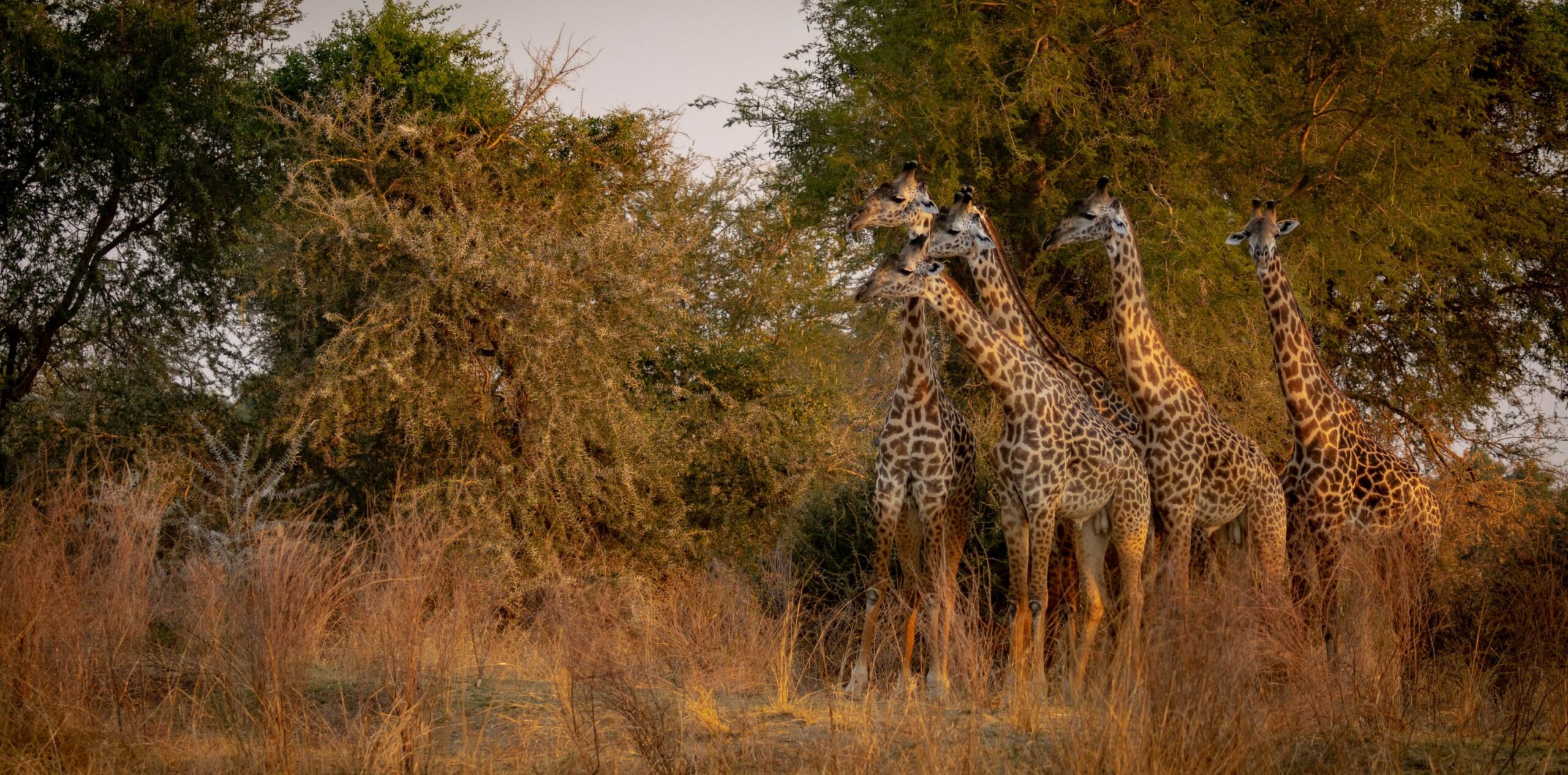 https://www.trackssafaris.co.uk/wp-content/uploads/2022/07/luambe-Camp-giraffe-copy-scaled.jpg
