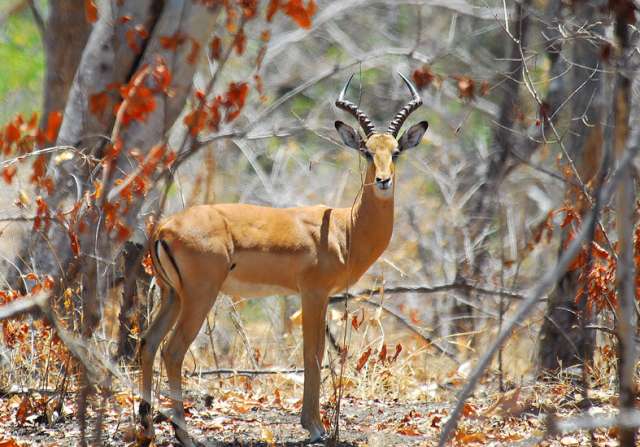 /wp-content/uploads/2022/07/lugenda-wilderness-camp-niassa-wildlif-6.jpg