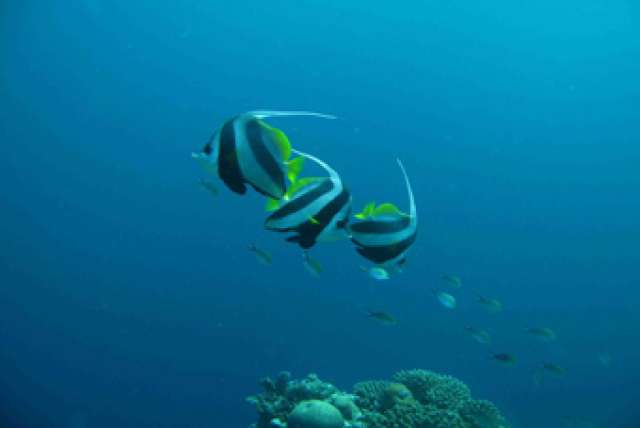 /wp-content/uploads/2022/07/manta-resort-pemba-island-5.jpg