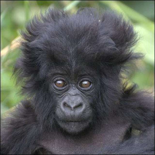 /wp-content/uploads/2022/07/mantana-engagi-lodge-buhoma-bwindi-6.jpg