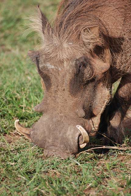 /wp-content/uploads/2022/07/mantana-lake-mburo-camp-lake-mburo-np-6.jpg