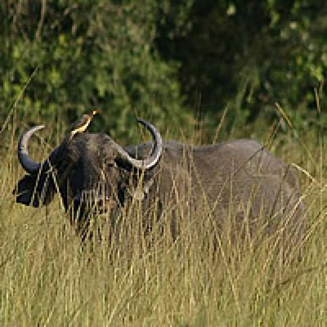 /wp-content/uploads/2022/07/mihingo-lodge-lake-mburo-national-park-7.jpg