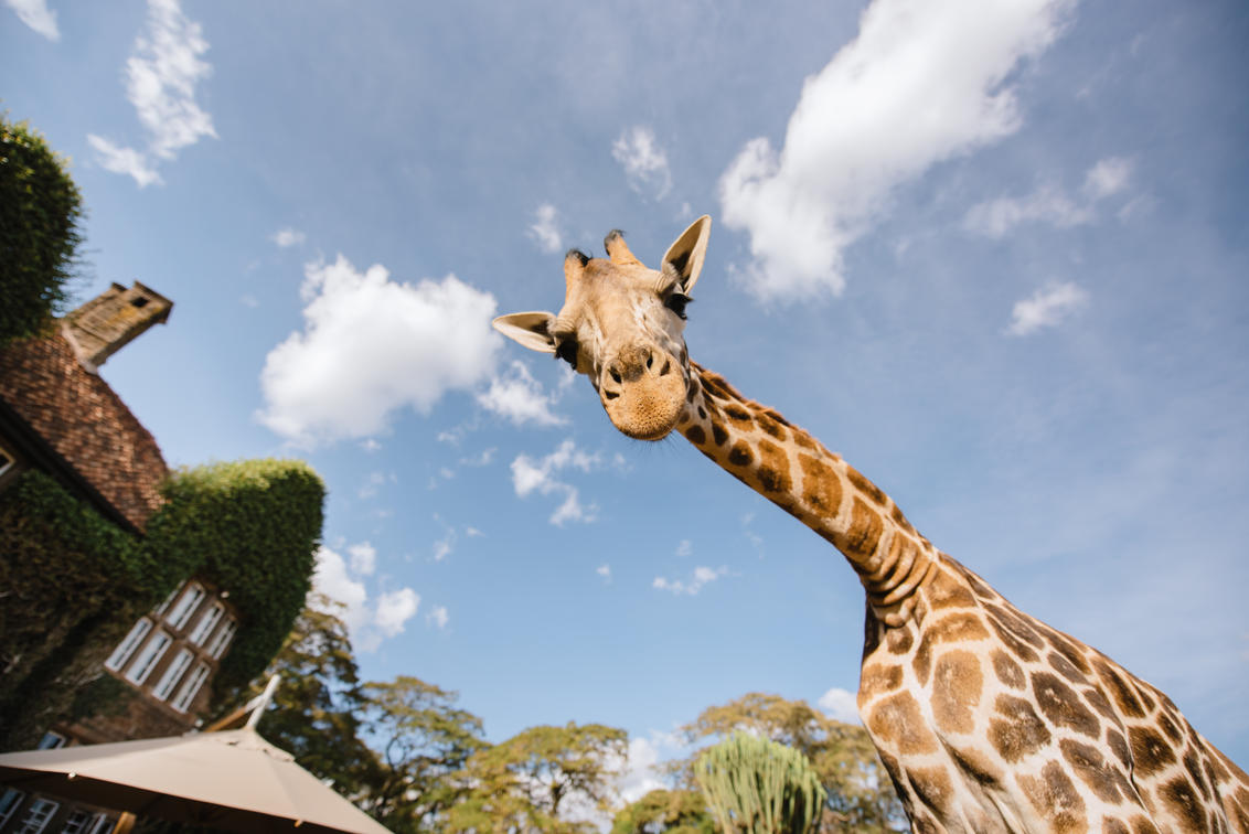 Kenya – Sala, Sasaab, Solio, Giraffe Manor