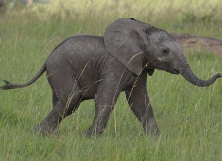 6 Night Small Group Northern Tanzania Safari