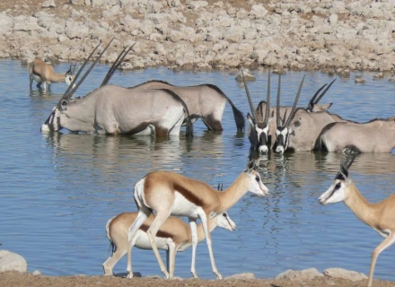 Okaukuejo – Etosha