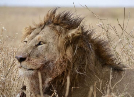 Zakouma National Park Small Group Safari