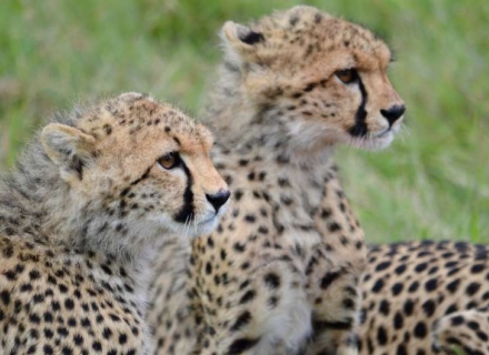 6 Night Malaria Free Family Safari – Waterberg