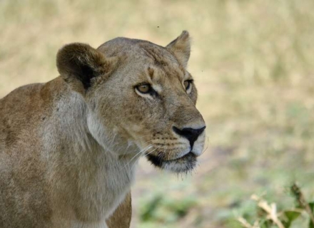 7 Night Malaria Free Family Safari and Beach – Eastern Cape
