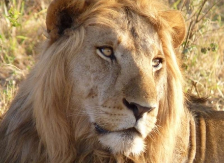 10 Night Malaria Free Family Safari and Cape Town