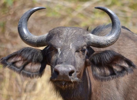 10 Night Kruger, Sabi Sand and Cape Town