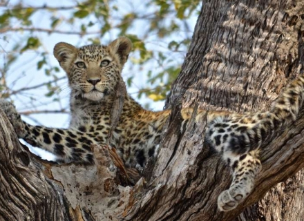 7 Day Ranger Experience – Kruger National Park