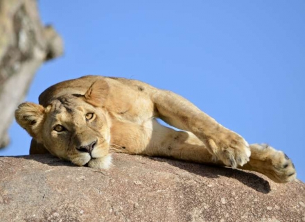 Maasai Safari Offers for 2025