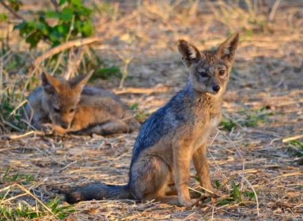 Botswana – Footsteps In Africa