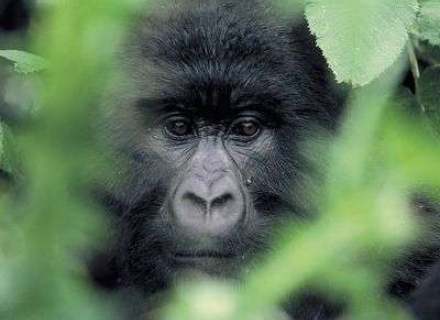 3 Night ‘Just Gorillas’ in Rwanda