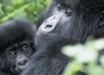 10 night Lakes, Mountains and Gorillas – Uganda And Rwanda