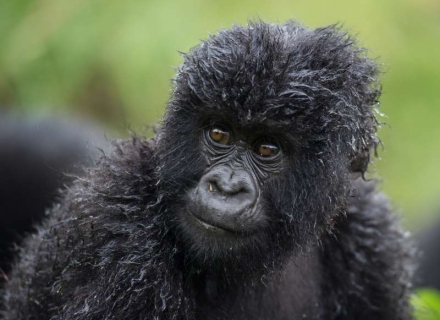 8 Night Roaming Rwanda!