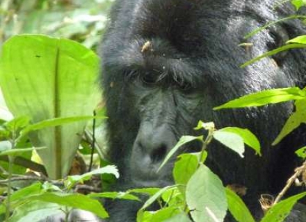 SilverBack Lodge, Buhoma, Bwindi