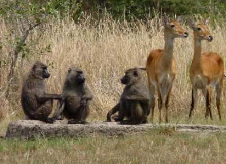 13 Night Classic Uganda Tailor Made Safari