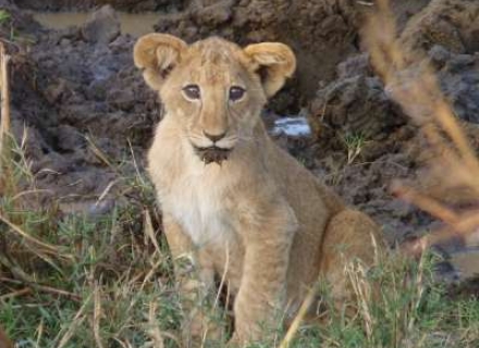 13 Night Uganda In Style with Kidepo National Park Tailor Made