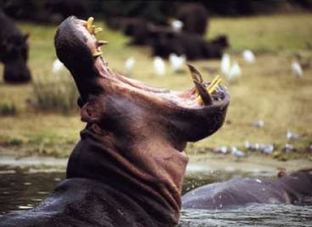 9 Night Uganda Primate and Wildlife Safari – Tailor Made