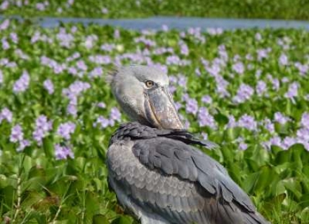 9 Night Uganda Bird Enthusiast Safari – Tailor Made