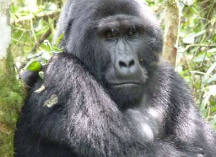 3 Night Uganda Gorilla Safari Tailor Made