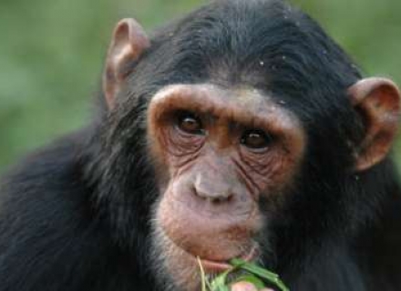 6 Night Simply Uganda With Volcanoes Safaris – Tailor Made