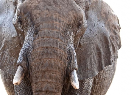 9 night Photographic Workshop To Botswana – Small Group Tented