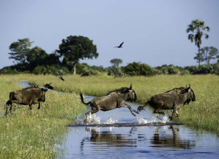 9 night Botswana Northern Highlights Tented Safari Small Group Safari