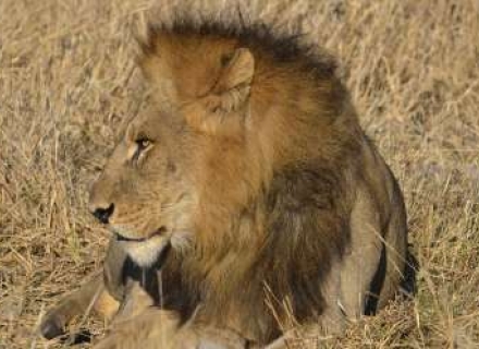 6 night Botswana Tented Budget Small Group Safari
