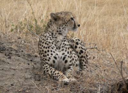 6 night Central Kalahari Reserve Tented Desert Adventure