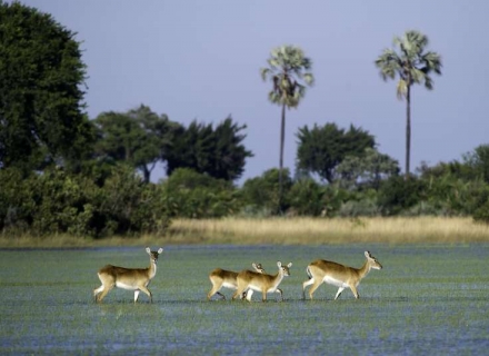 Jao Camp – Jao Concession – Okavango Delta