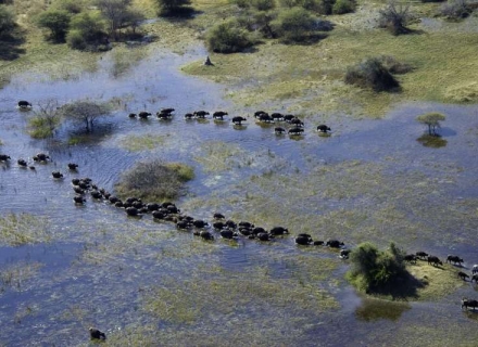 Vumbura Plains – Kwedi Concession – Okavango Delta