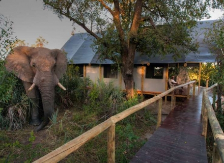 Chitabe Lediba – Chitabe Concession – Okavango Delta