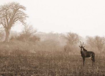 Explore Gorongosa