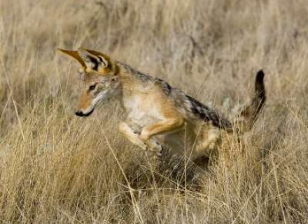 Privately Guided Namibia
