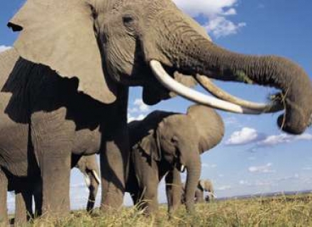 7 Night Kenyan Journey to the Mombassa Coast – A Small Group Safari