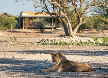 Anderssons at Ongava Ongava Game Reserve Etosha
