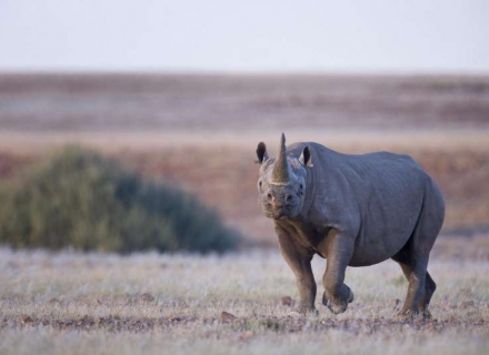 Desert Rhino Camp – Damaraland