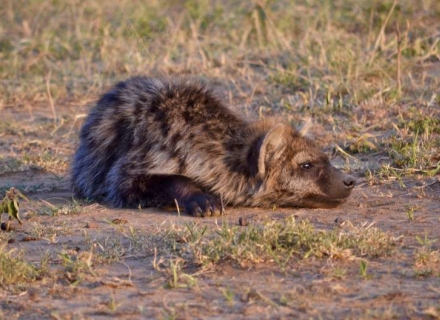 13 Night Luxury Kenyan Flying Safari and Beach