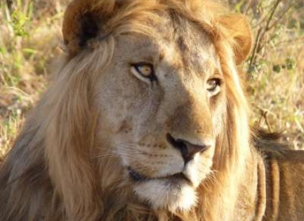 9 night Kafue National Park And Victoria Falls