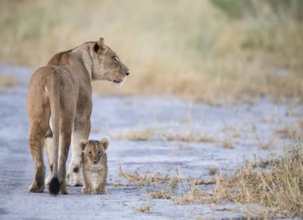 7 Night Luxury Bush and Beach Flying Safari