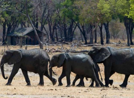 Davison’s Camp – Hwange National Park