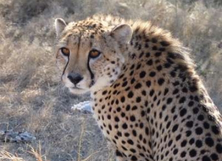 9 Night Lewa, Mara and Kenya Coast Luxury Flying Safari