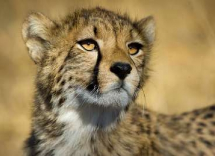14 Night Luxury Zimbabwe Wilderness journey