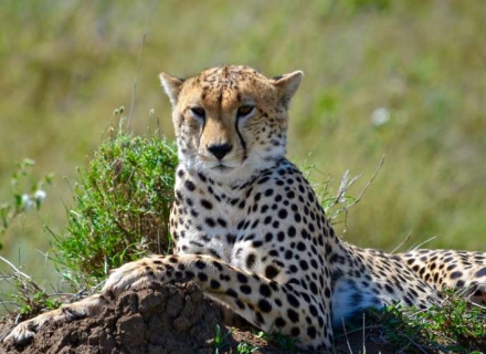 9 Night Kenya Flying Family Safari