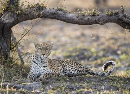 8 Night Zambia And Zimbabwe Safari