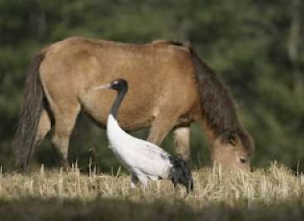 Wildlife Watching In The Himalayan Kingdoms